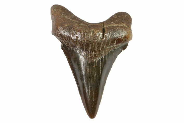 Juvenile Megalodon Tooth - Georgia #101362